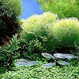 quanjucheer 1000PCS acquario pianta semi misti semi di erba acqua erba subacquea Decor Foreground foto, miglior prezzo EUR 2,70 nuovo 2024