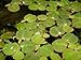 Foto Desconocido Planta de Acuario o Estanque. Phyllantus fluitans.8 Plantas flotantes.Pecera