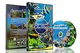 Aquarien DVD - 2 DVD Set Aquarien und Riffe des Ozeans mit farbenfrohen Korallen und Fischen Foto, bester Preis 19,95 € neu 2024