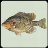 Fisch Arten Trivia Quiz Foto, bester Preis 1,08 € neu 2024