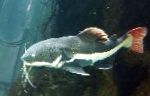 Pesce Gatto Coda Rossa