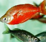 红Rainbowfish的