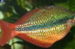 დიდებული Rainbowfish