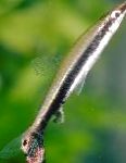 Фото Пецилобрикон обыкновенный, полосатый