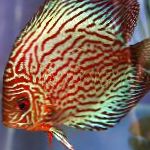 Photo Red discus, Striped