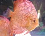 Photo Red discus, Spotted