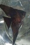 mynd Angelfish Scalare, svartur