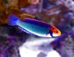Red-Eyed Fairy-Wrasse