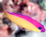 Paarse Streep Dottyback