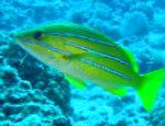 fotoğraf Bluestripe Balığı, sarı