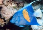 Maculosus Angelfish