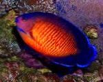 Koralový Krása Angelfish