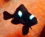 Kolme Spot Domino Damselfish