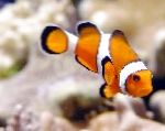 Clownfish Ocellaris