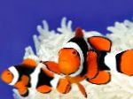 Satt Percula Clownfish