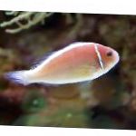 ვარდისფერი Skunk Clownfish