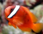 Tómatar Clownfish