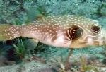 White-Spotted Puffer
