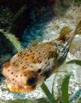 Puffer Porcospino