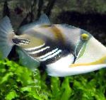 Humu Пикасо Triggerfish
