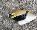 Humu Stačiakampis Triggerfish
