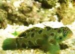 Фото Мандаринка красочная (Мандаринка великолепная, Зеленая пятнистая мандаринка, Мандаринка точечная, Пятнистый китайский окунь, Красочная морская мышь), зеленоватый