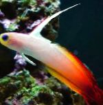 fotoğraf Firefish, rengârenk