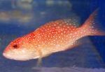红Louti石斑鱼