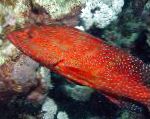 Miniatus Grouper, Korall Grouper