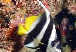 Heniochus შავი და თეთრი Butterflyfish