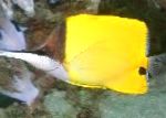 Κίτρινο Longnose Butterflyfish