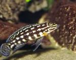 Julidochromis Marliera