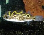 Eyespot Puffer Fish