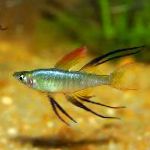Καπιτάνι Rainbowfish