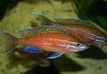 fotografie Paracyprichromis, červená