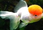 Photo Goldfish, White