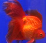 Фото Золотая рыбка, красный