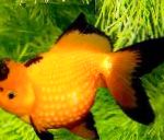 foto Goldfish, Amarelo