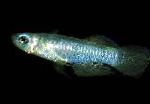 Normans Leuchtaugenfisch