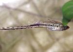 Mexican Swordtail, Montezuma Swordtail
