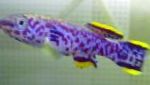 Nuotrauka Fundulopanchax, violetinė