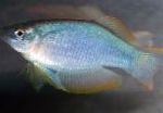 Blue-Green Procatopus