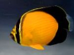 Арабско Butterflyfish