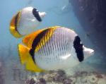 Foret Butterflyfish