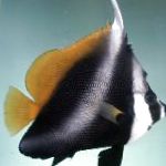 Pesce Bandiera Mascherato, Pesce Bandiera Phantom