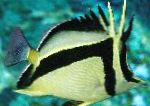 Butterflyfish Δρεπάνι-Σήμα