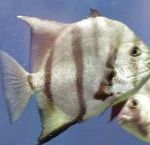 Spadefish Atlantique