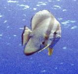 Nuotrauka Apvalios Dviveidis Šikšnosparnių Žuvis, Teira Šikšnosparnių Žuvis, dryžuotas