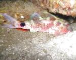 Dlouhodobé Parma Goatfish