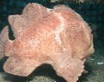 Frogfish Commerson Му (Commersons Морски Дявол)